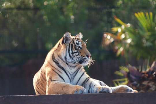 tiger lying on brown wooden floor during daytime in Canberra ACT Australia