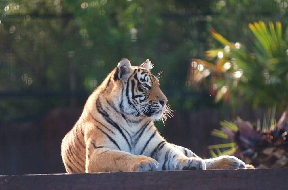 tiger lying on brown wooden floor during daytime