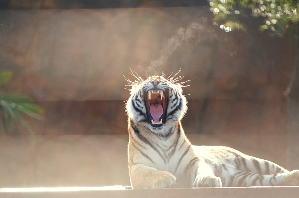 brown and white tiger lying on ground