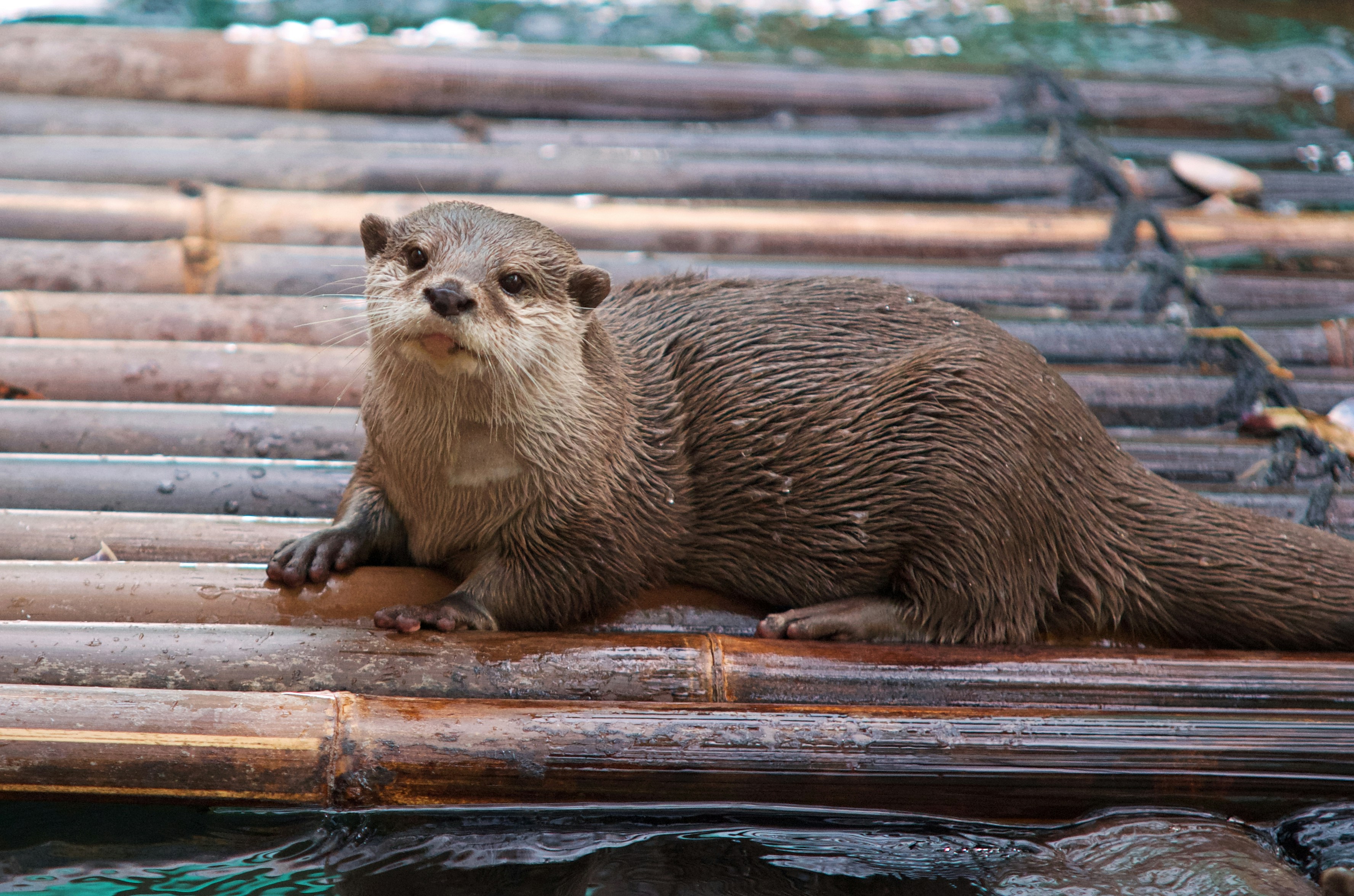 A small-clawed otter lies atop a bamboo raft.