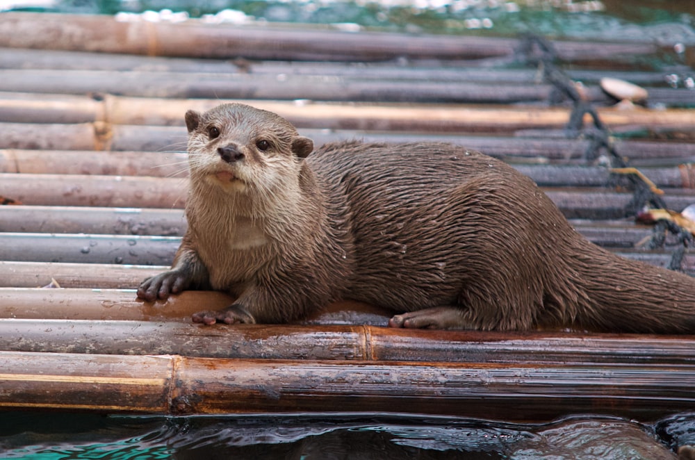 brown and white seal on brown wooden surface