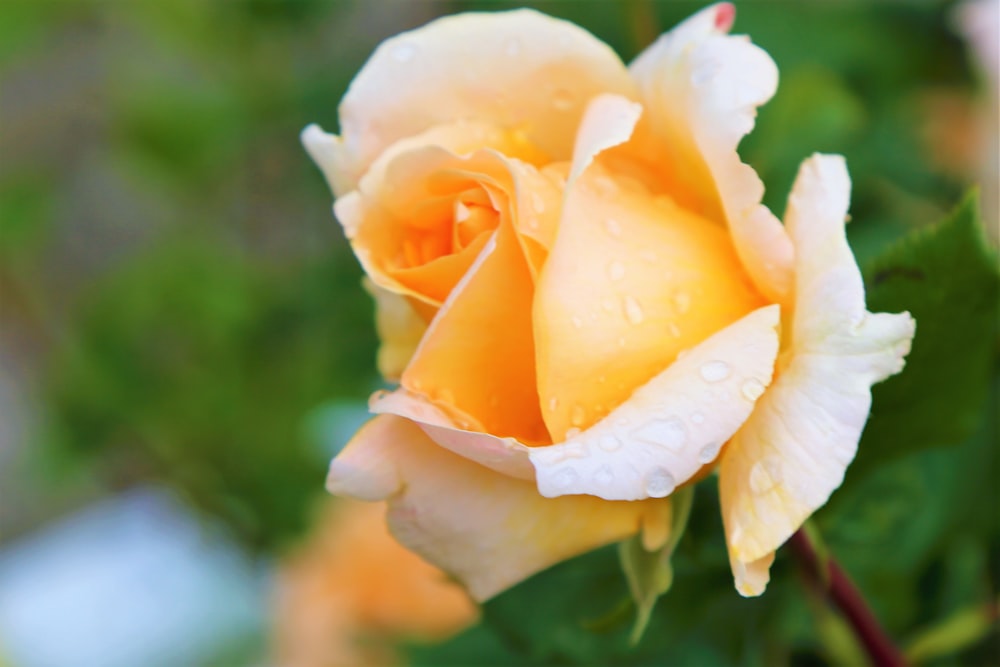 yellow rose in bloom during daytime