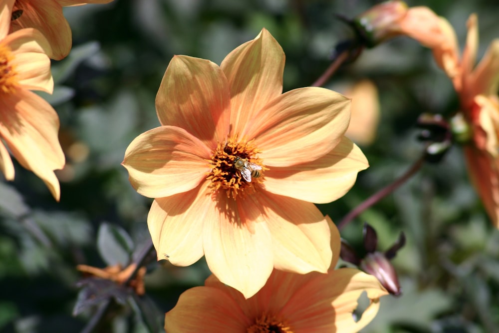 yellow flower in tilt shift lens