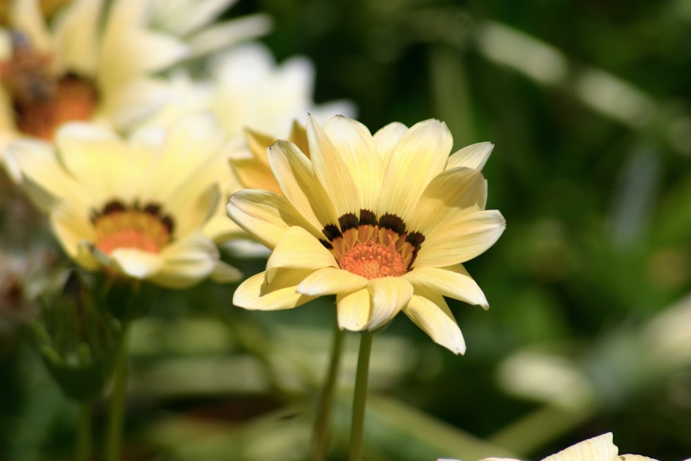 yellow flower in tilt shift lens