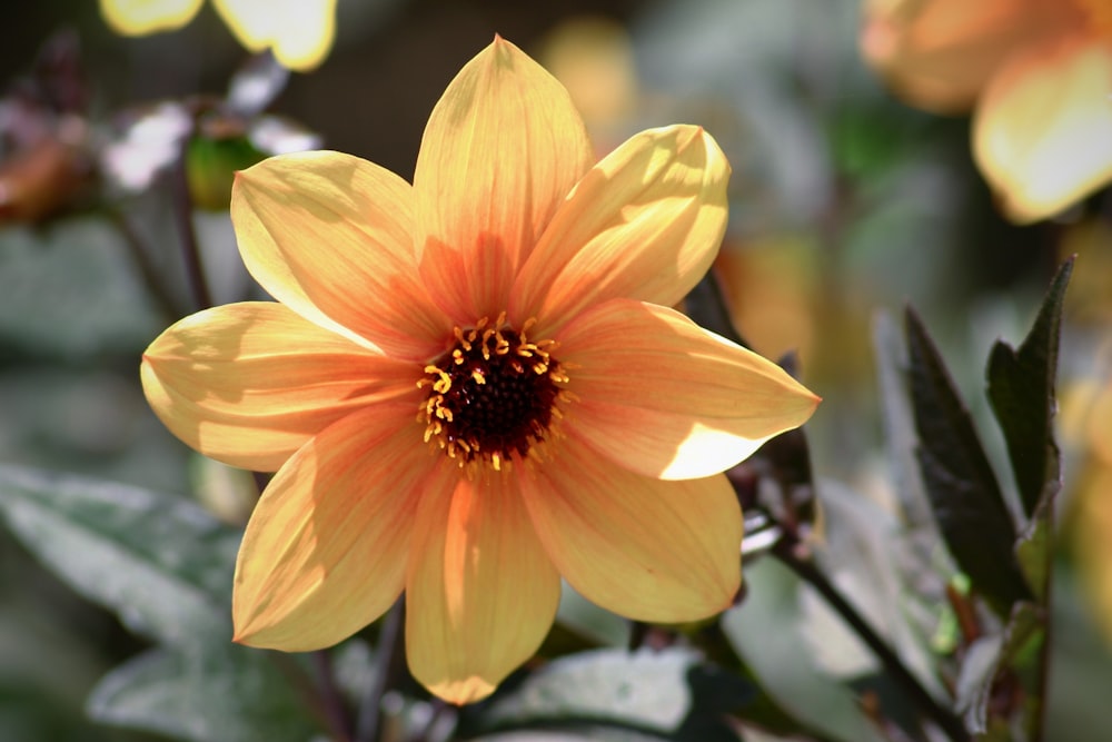 yellow flower in tilt shift lens