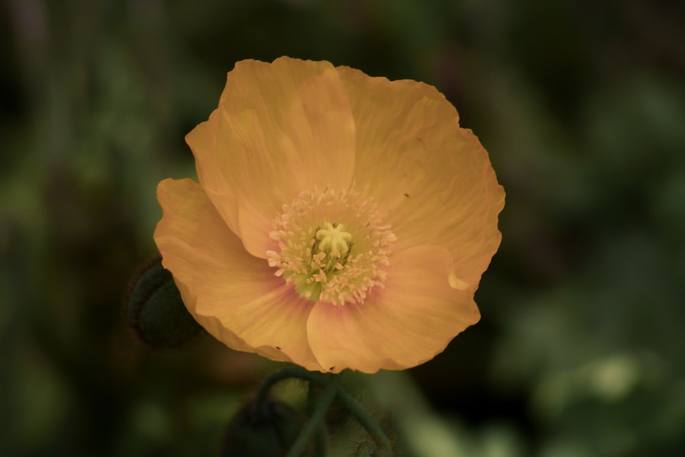 yellow flower in tilt shift lens