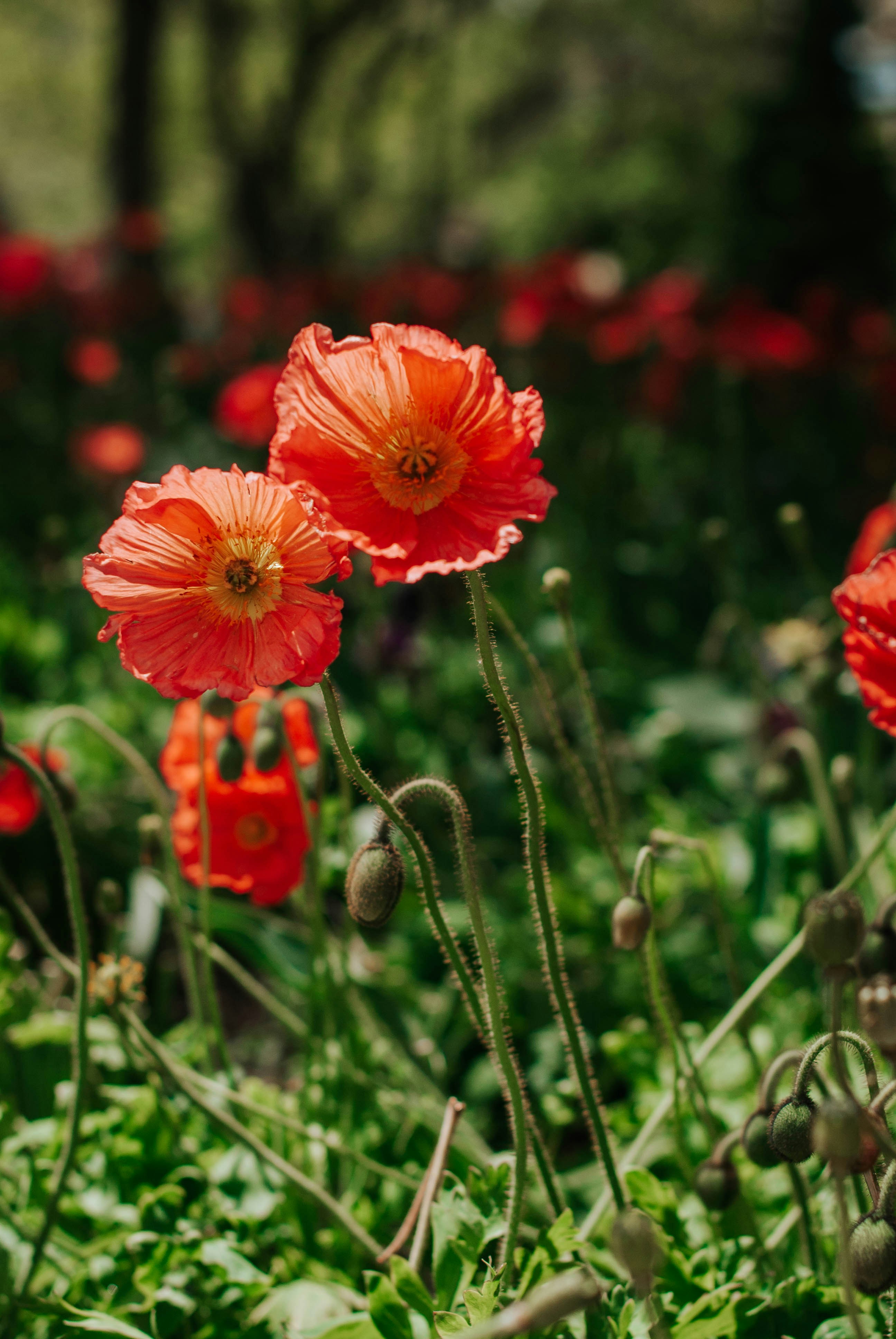 Photo by octoberroses