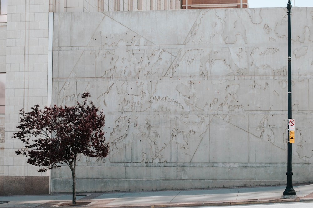 green tree beside white concrete wall