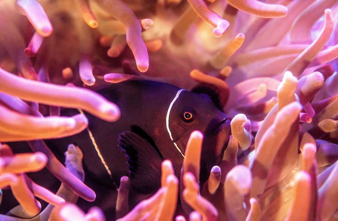 black and white fish in water