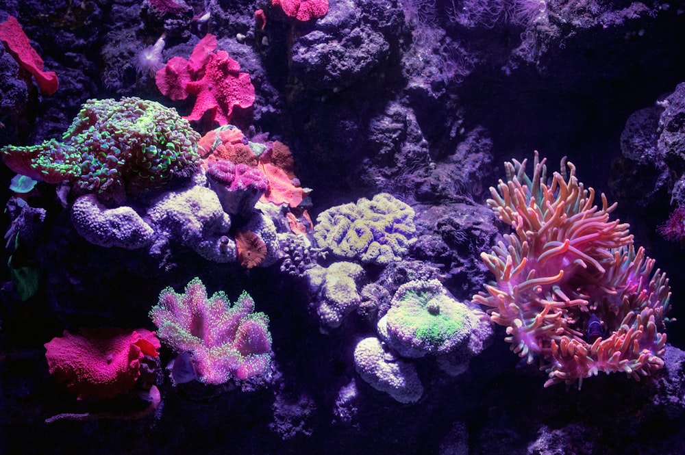 Arrecife de coral bajo el mar