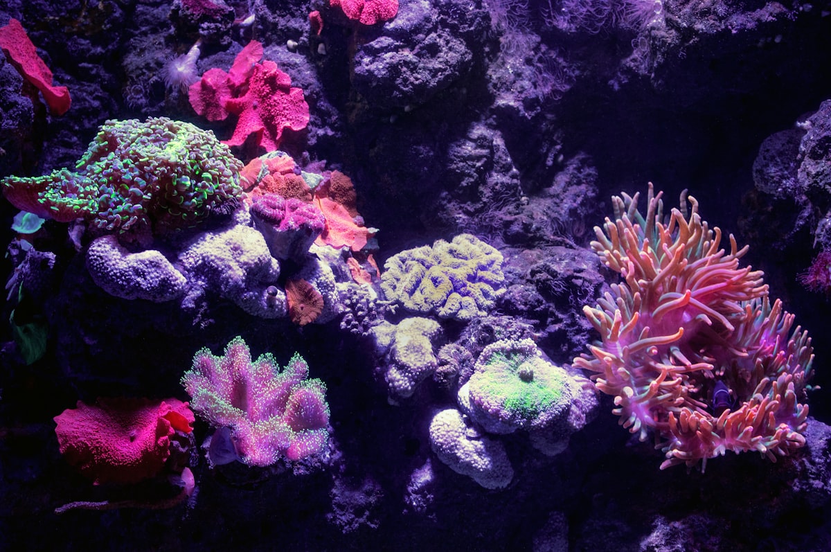 Deep ocean alien biome with bioluminescent creatures and a submarine in the distance