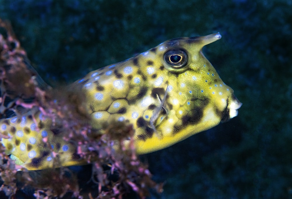 Peces amarillos y negros en la fotografía de primer plano