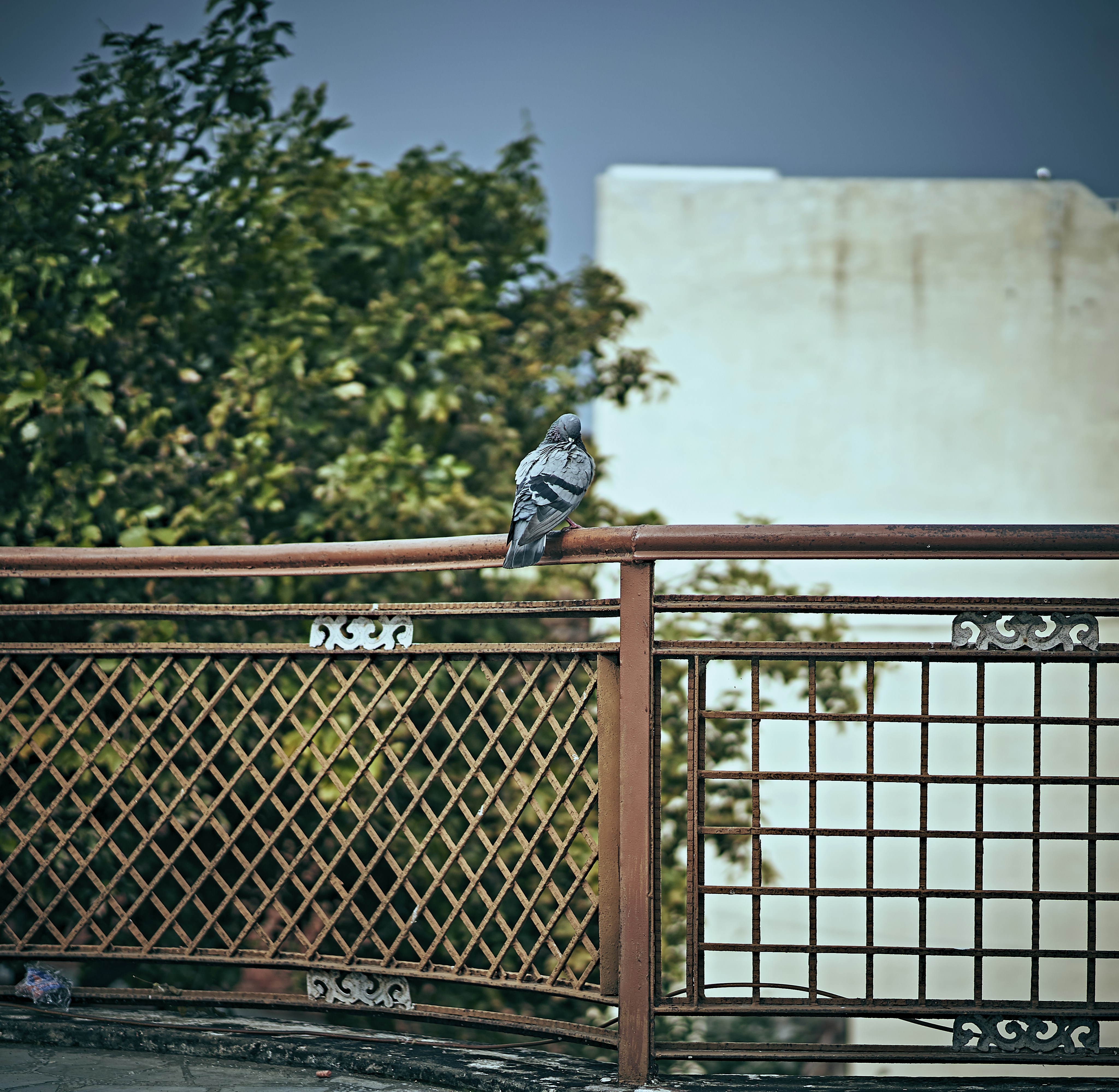 man in blue and white plaid shirt standing on brown metal fence during daytime