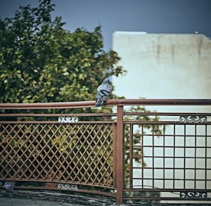 pigeon nets in yelahanaka