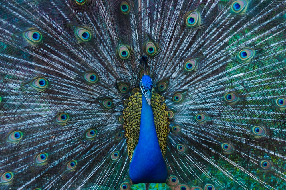 blue peacock in close up photography