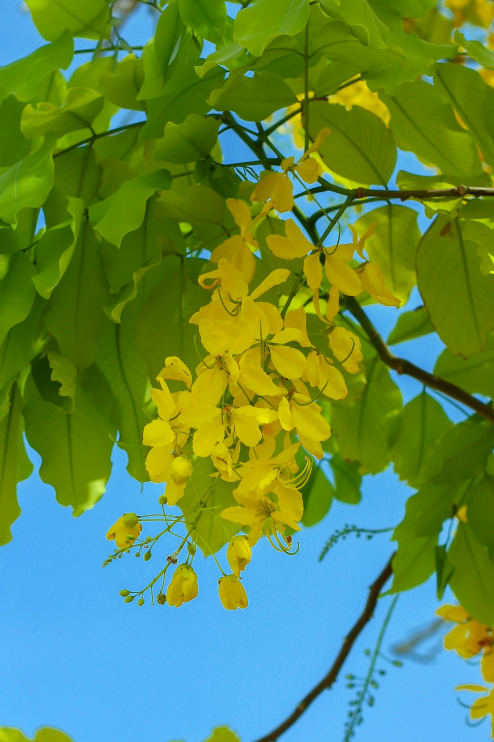 yellow leaves on tree branch during daytime
