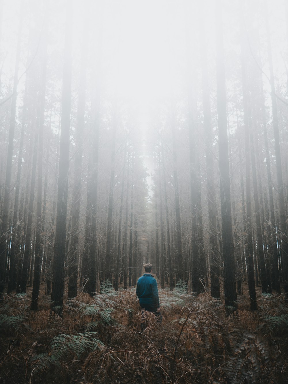 person in blue hoodie sitting on brown dried leaves during daytime