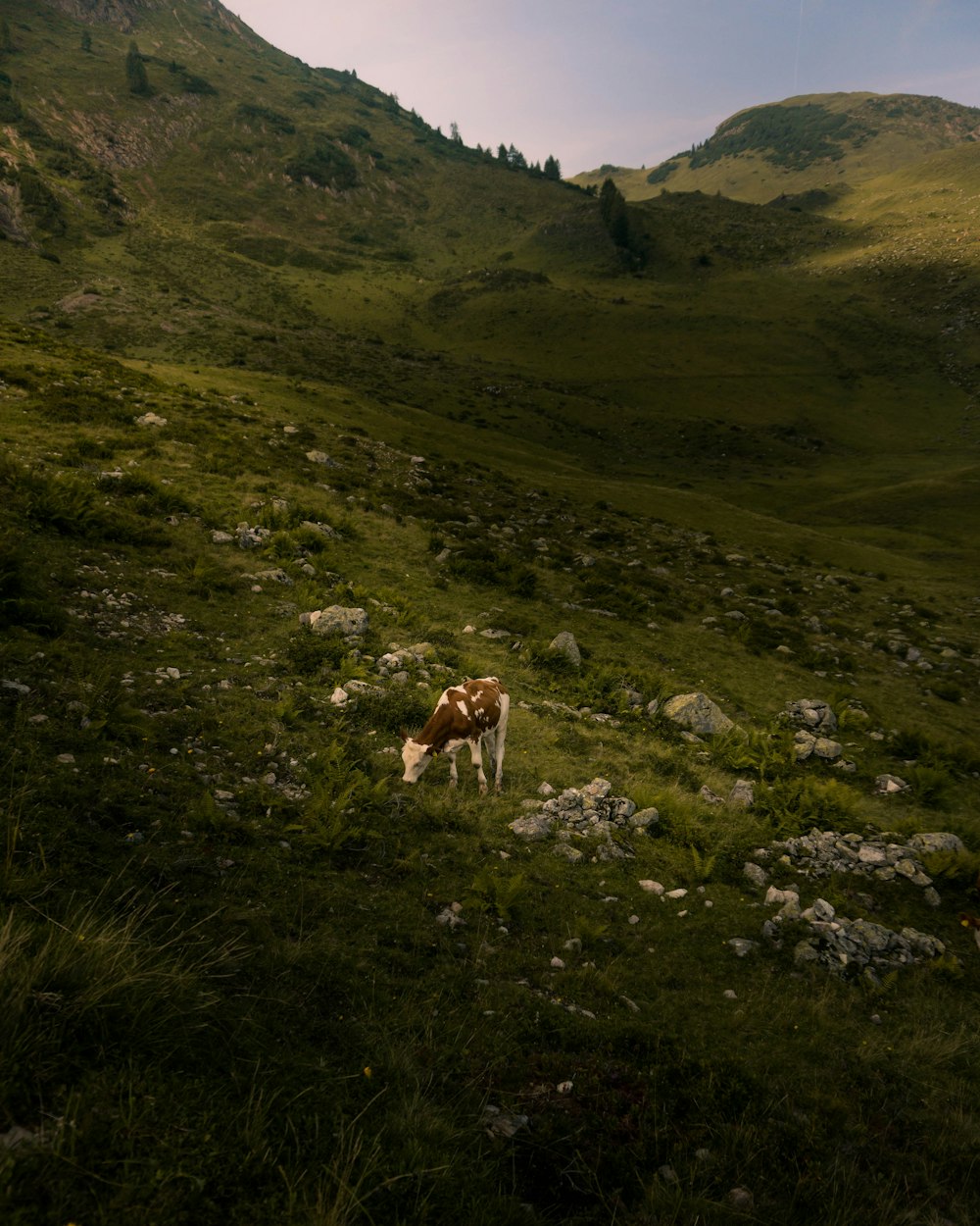 brown and white cow on green grass field during daytime