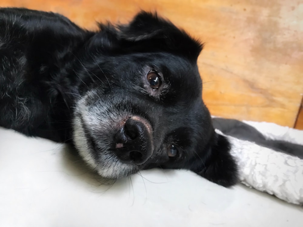 black labrador retriever lying on white textile
