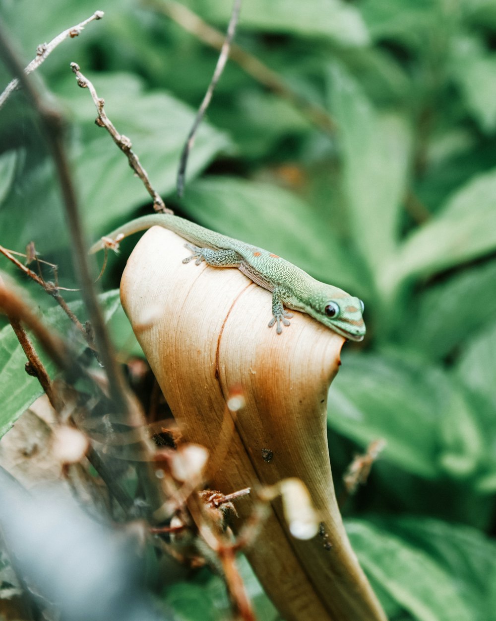 green lizard on brown wooden tree branch