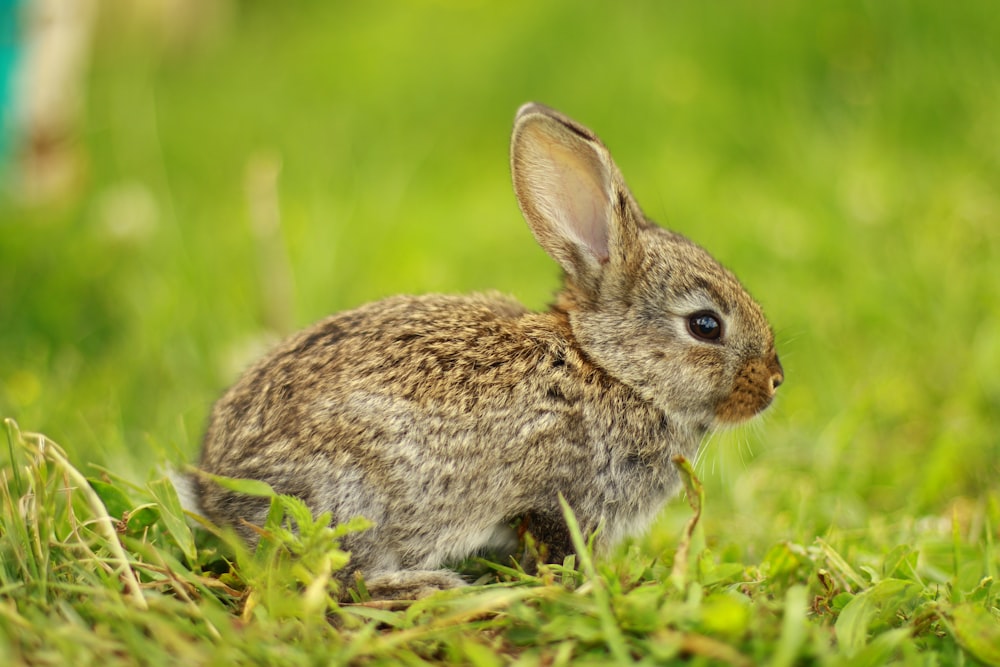 Braunes Kaninchen auf grünem Gras tagsüber