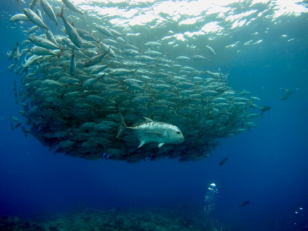 white and gray fish under water