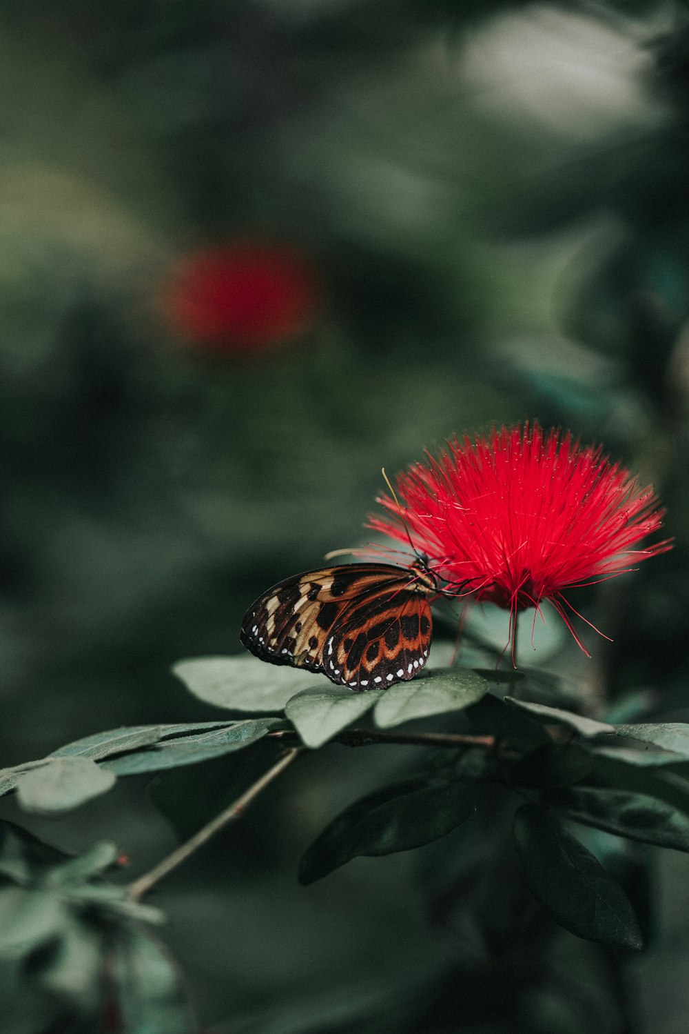 brown and black butterfly on red flower