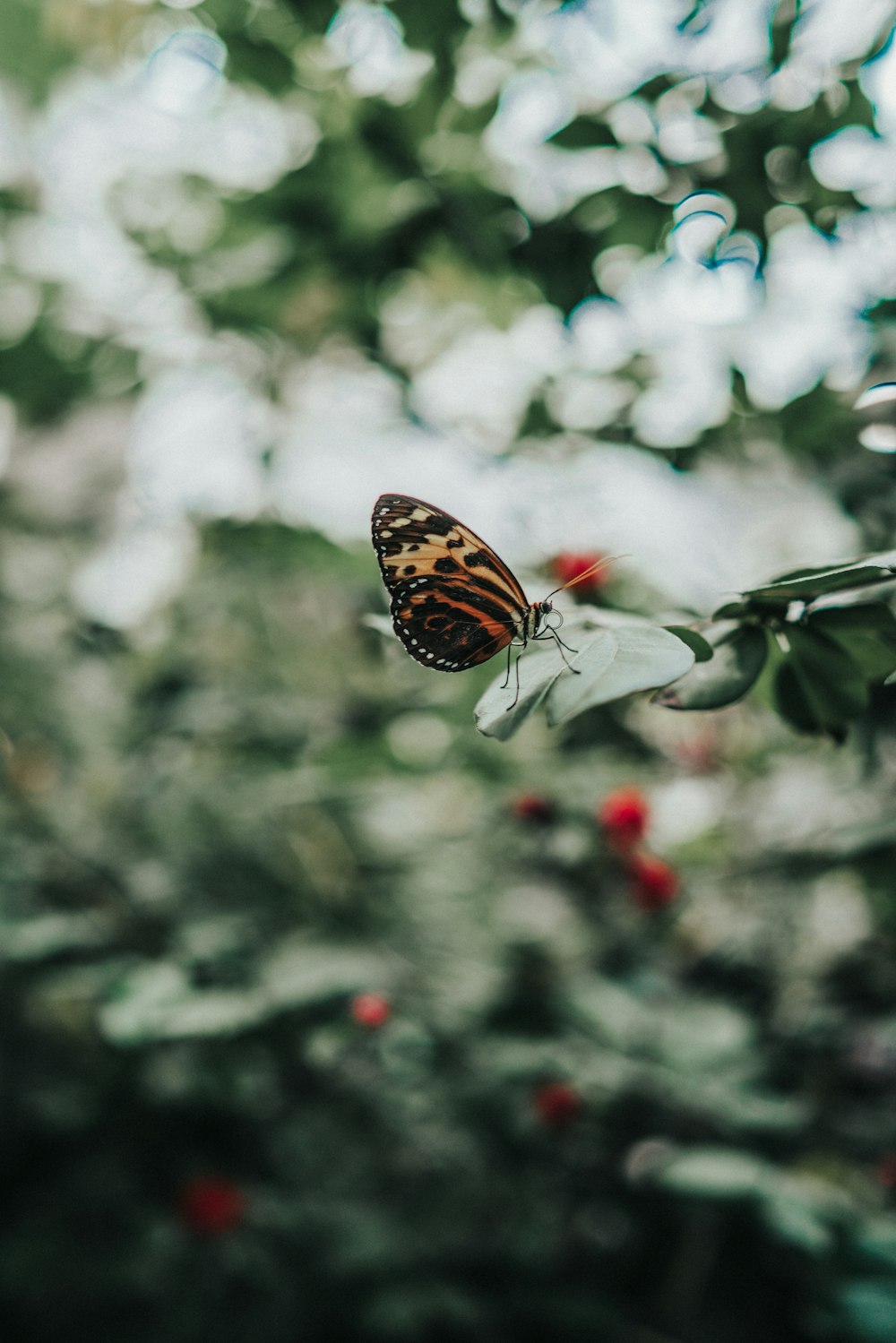 brown and black butterfly on white flower