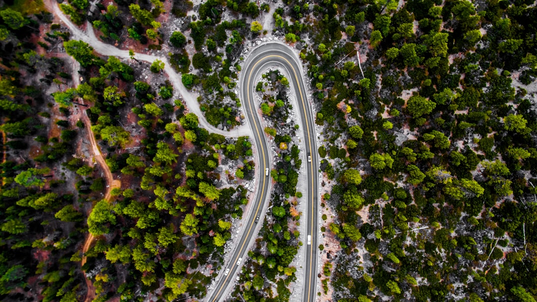 aerial view of road in the middle of forest