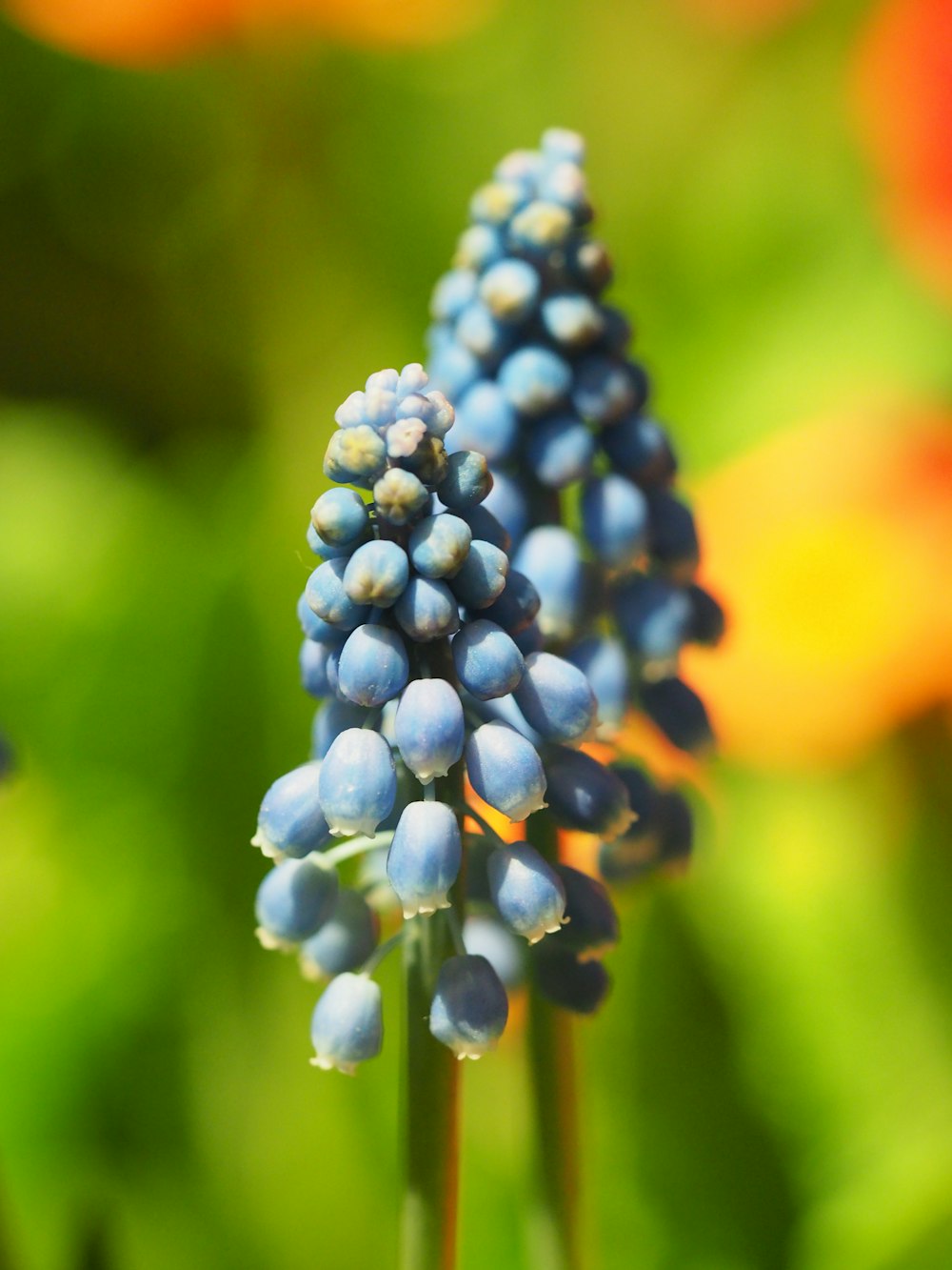blue and white flower buds
