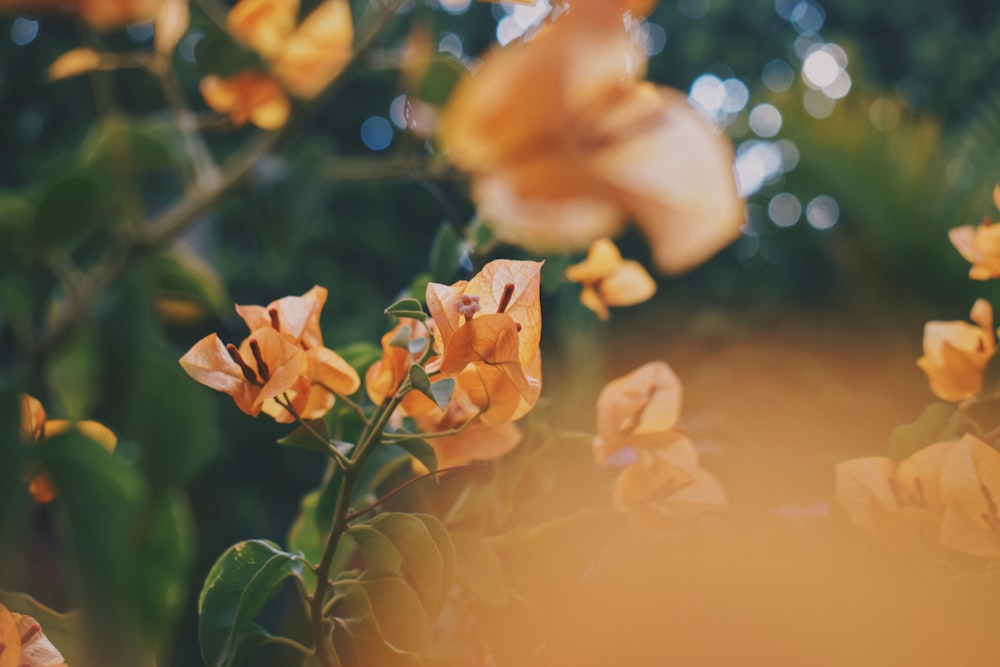 yellow flower with green leaves