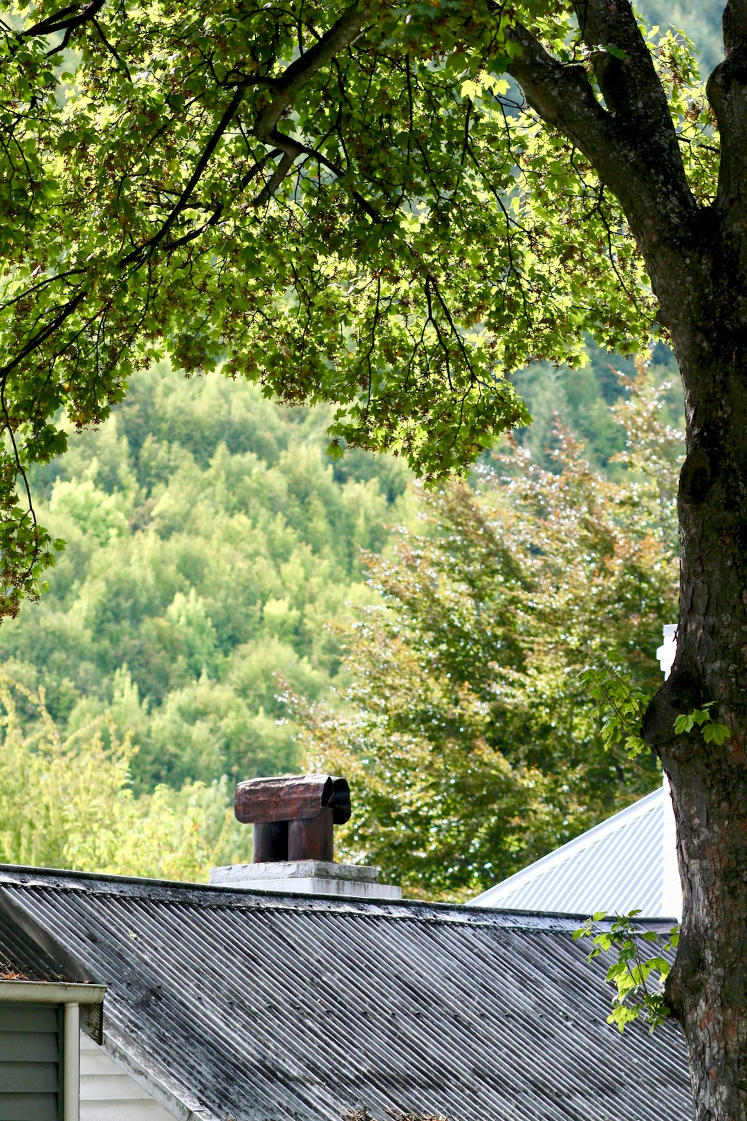 brown wooden house in the middle of green trees