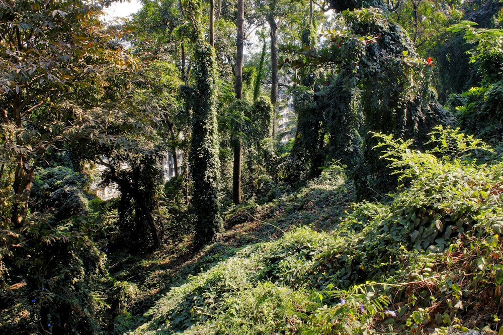 Herbe verte et arbres pendant la journée