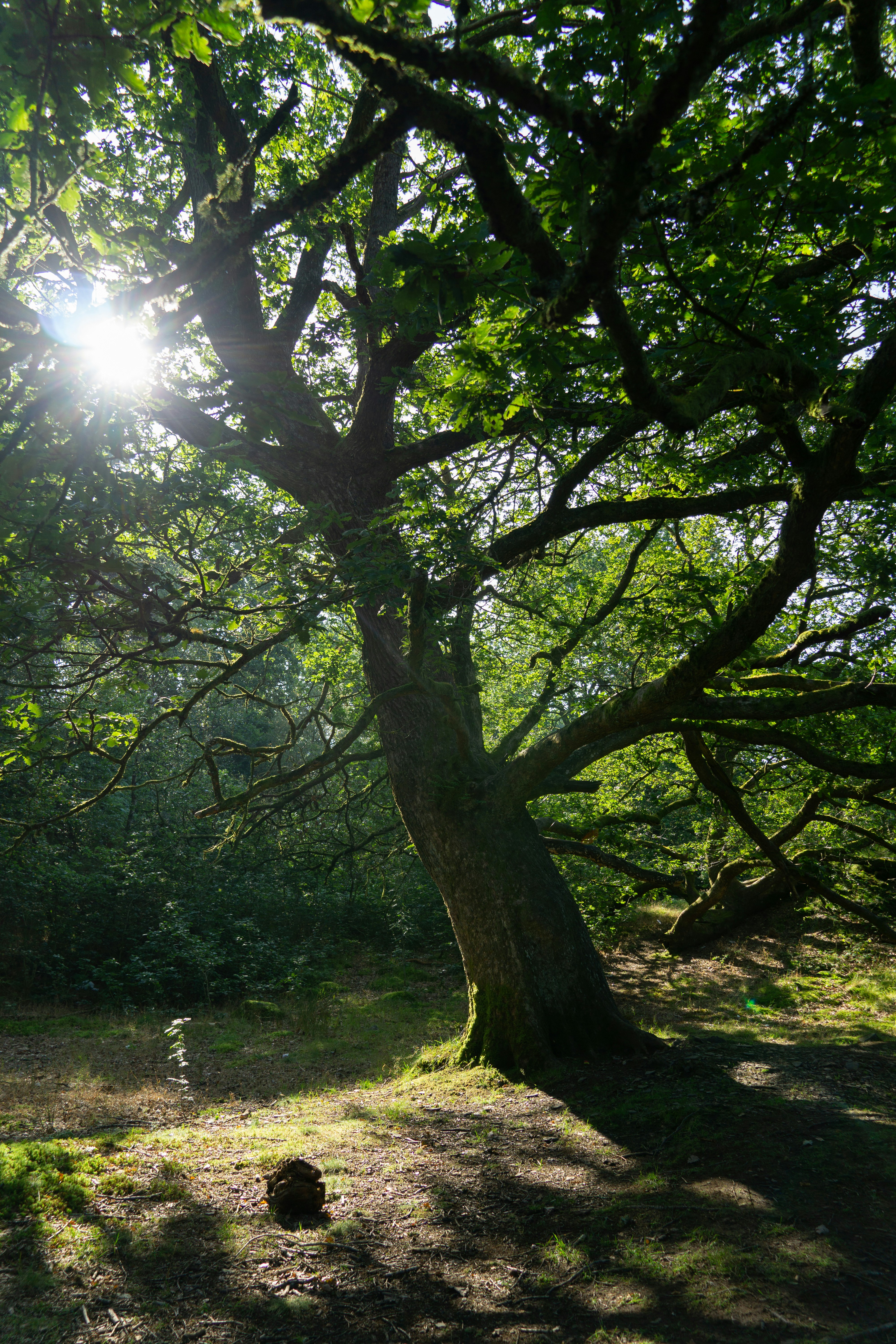 Photo by marealacris