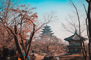 brown bare trees under blue sky during daytime