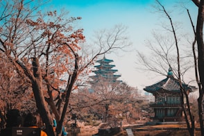 brown bare trees under blue sky during daytime