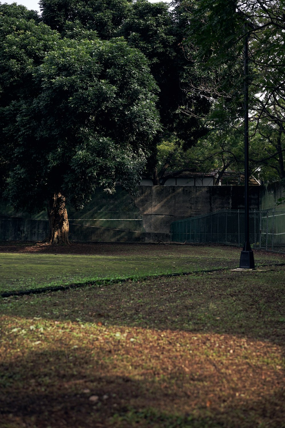 green grass field near trees during daytime