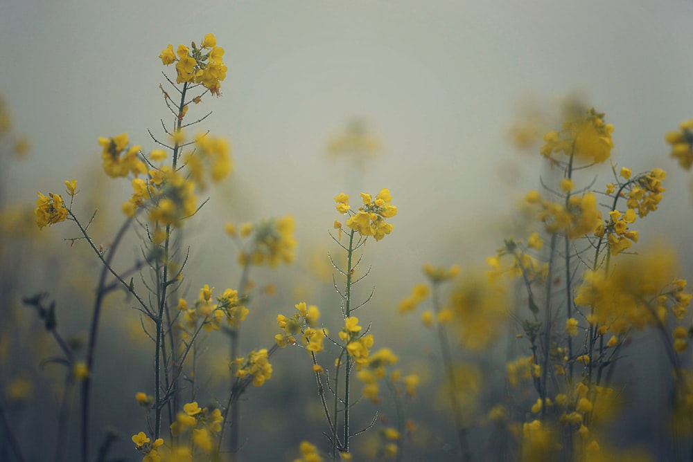 yellow flower in close up photography