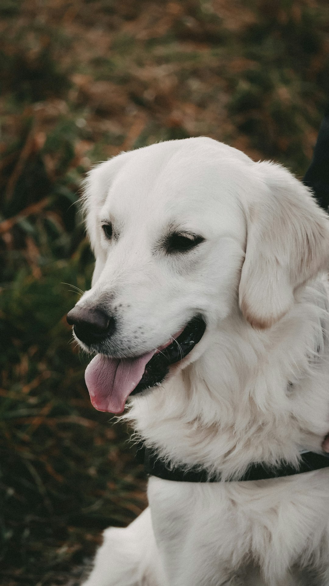 white long coated dog with pink collar