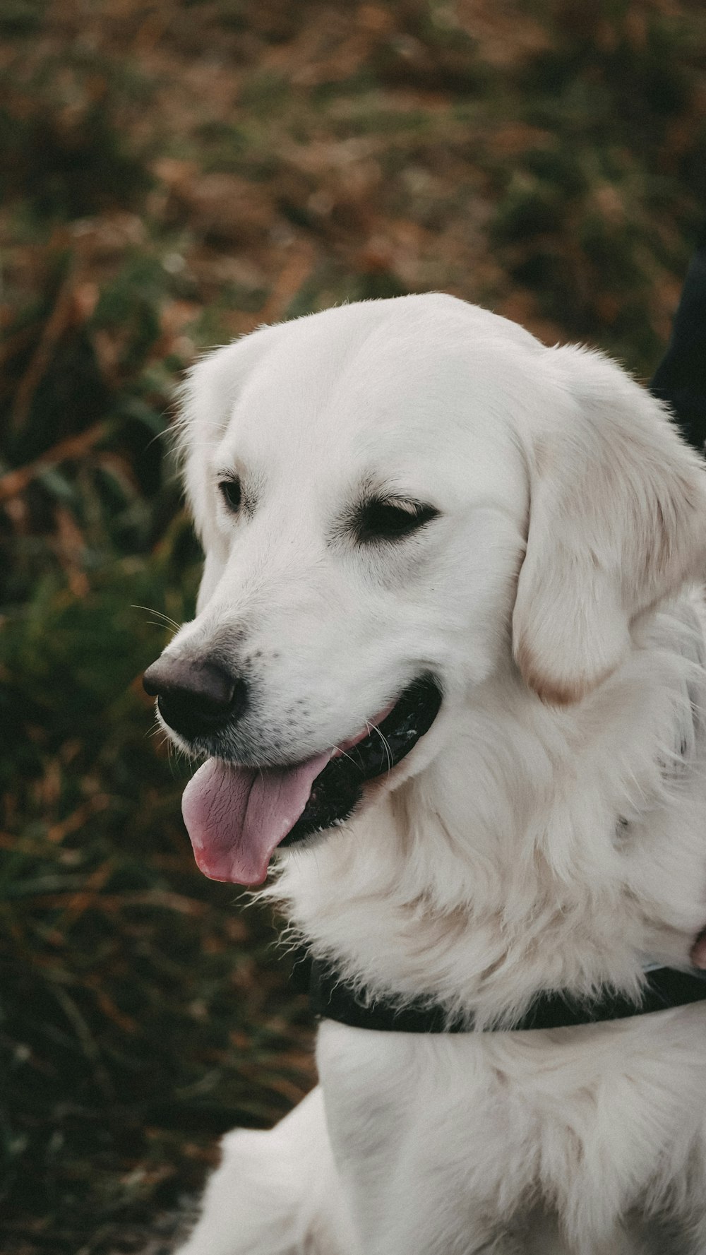 white long coated dog with pink collar