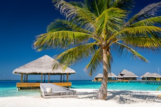 palm tree near body of water during daytime
