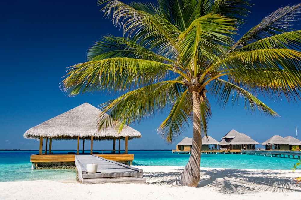 palm tree near body of water during daytime