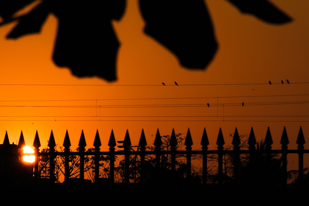 silhouette of birds flying over the wire during sunset
