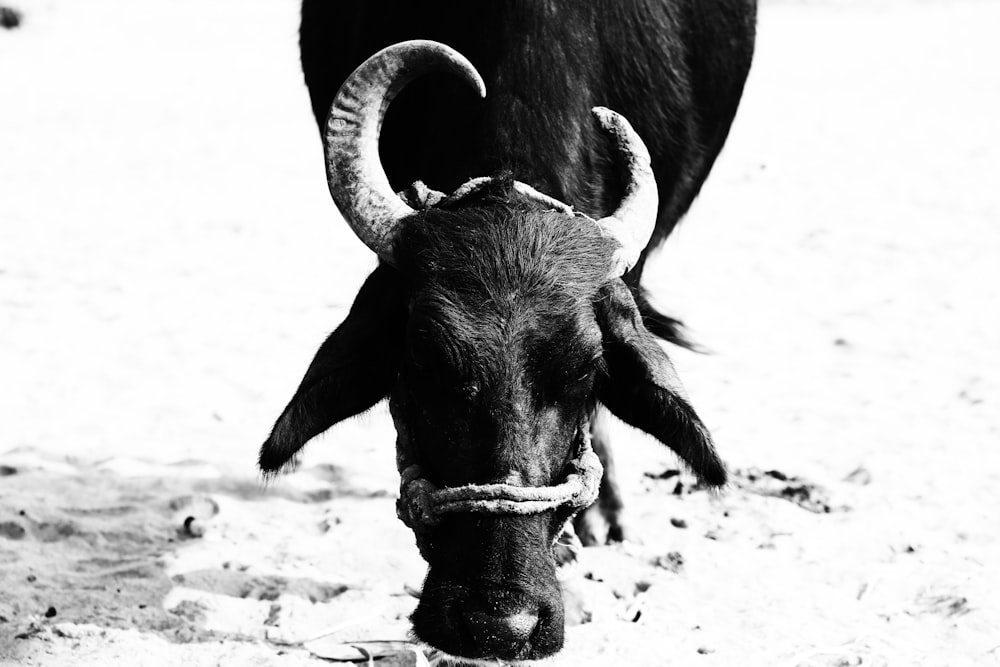 black cow on white sand