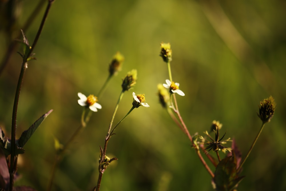 white and yellow flower in tilt shift lens