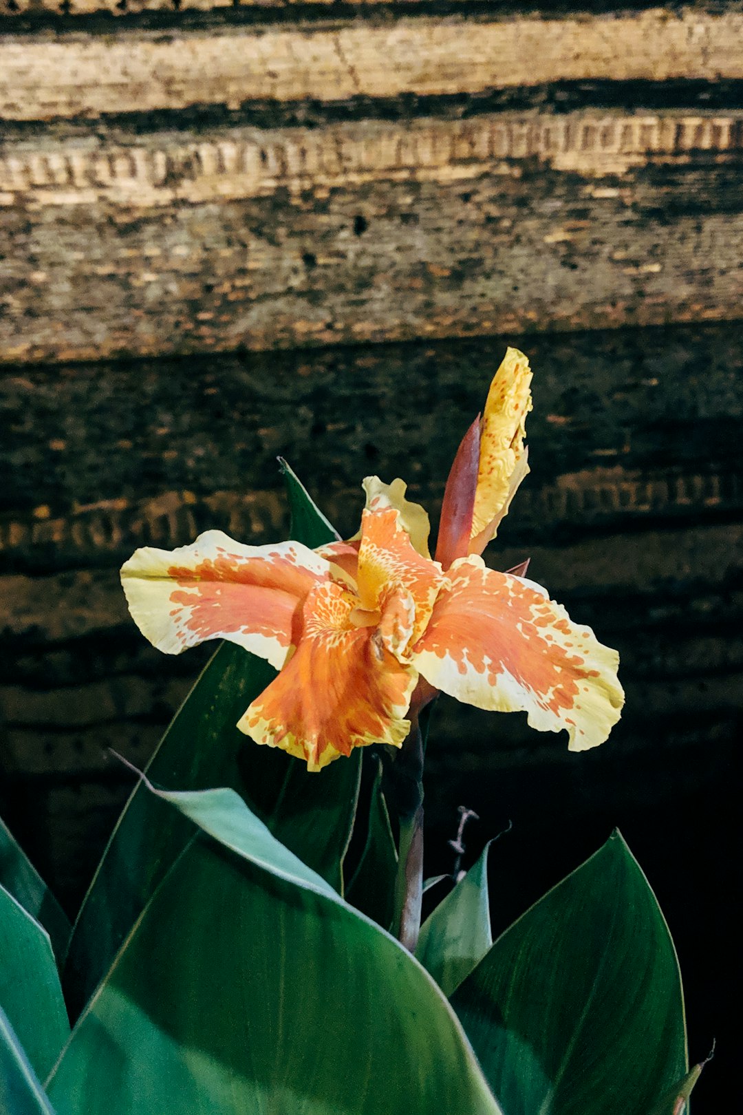 orange and white flower on brown wooden surface