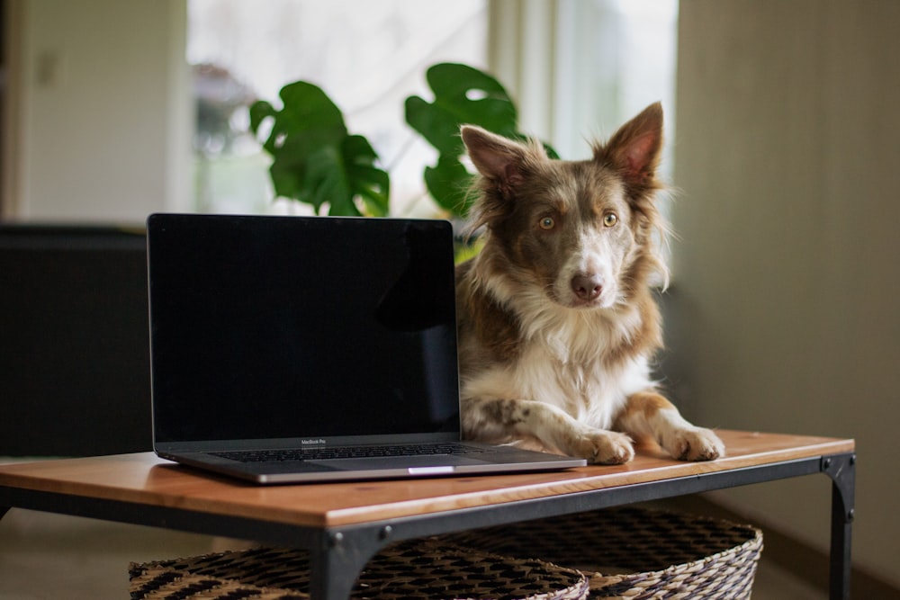 黒のラップトップコンピュータに横たわっている白と茶色の長いコートの犬