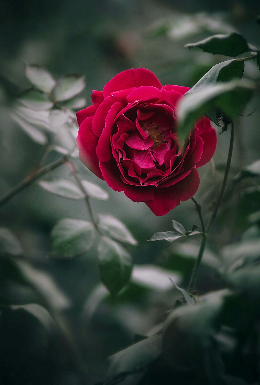 red rose in bloom during daytime