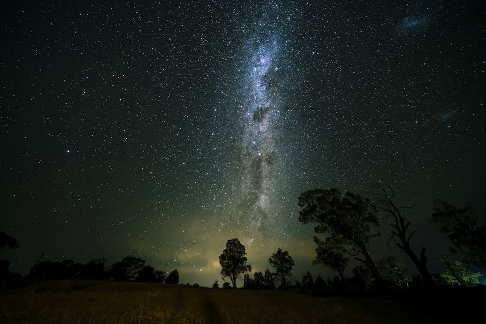 silhouette di alberi sotto la notte stellata