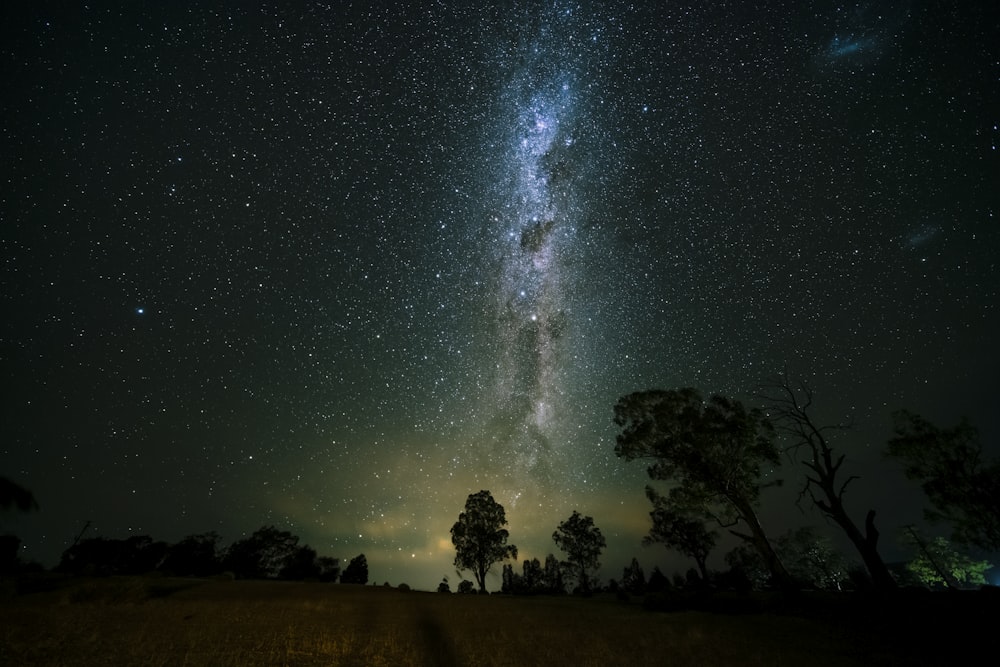 silhueta de árvores sob a noite estrelada